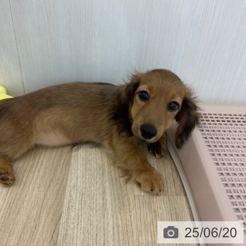 カニーンヘン・ダックスフンドの写真