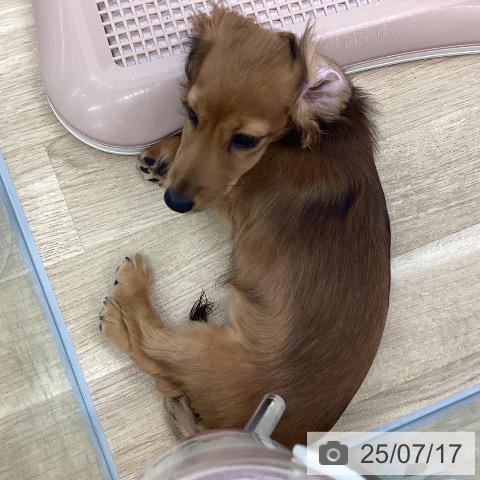 カニーンヘン・ダックスフンドの写真