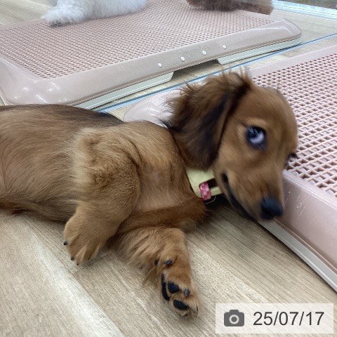 カニーンヘン・ダックスフンドの写真