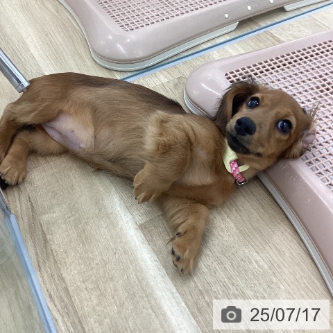 カニーンヘン・ダックスフンドの写真