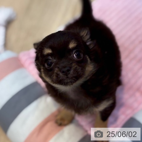 チワワの写真