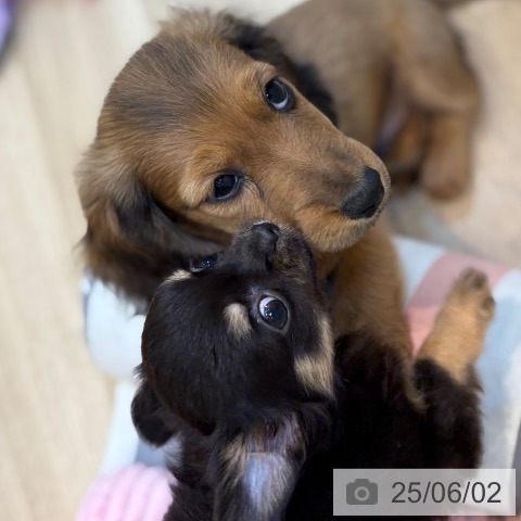 チワワの写真