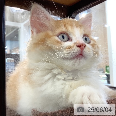 ラガマフィンの写真