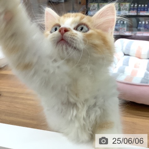 ラガマフィンの写真