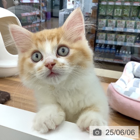 ラガマフィンの写真
