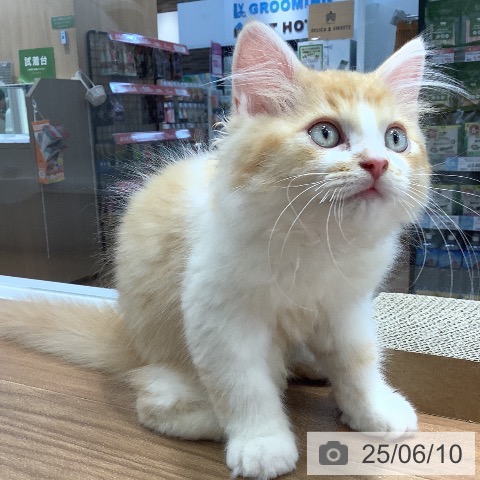 ラガマフィンの写真