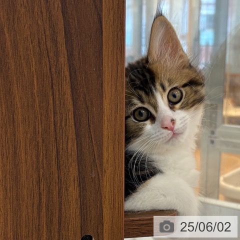 メインクーンの写真