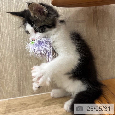 メインクーンの写真