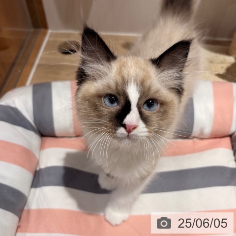 ラグドールの写真