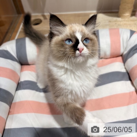 ラグドールの写真