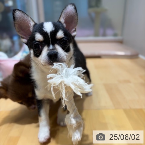 チワワの写真