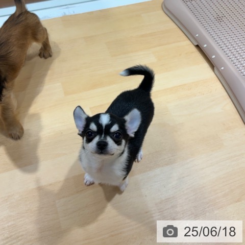 チワワの写真