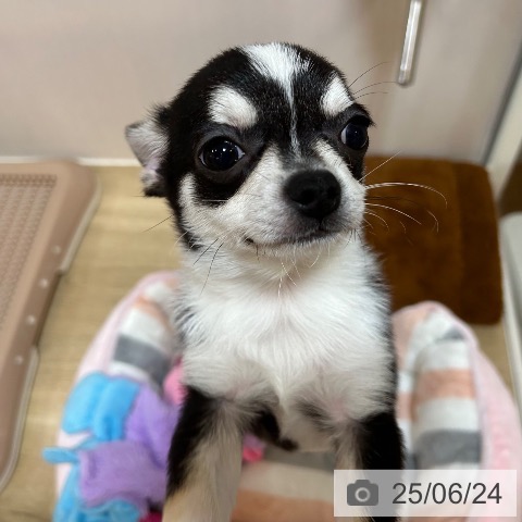 チワワの写真