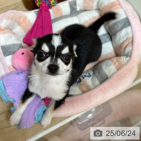 チワワの写真