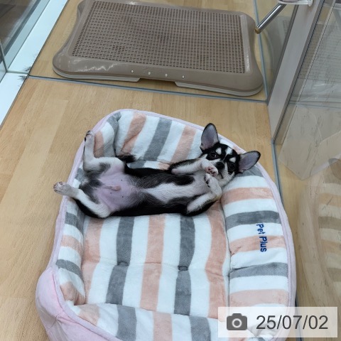 チワワの写真