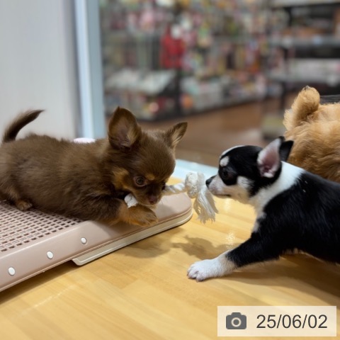 チワワの写真