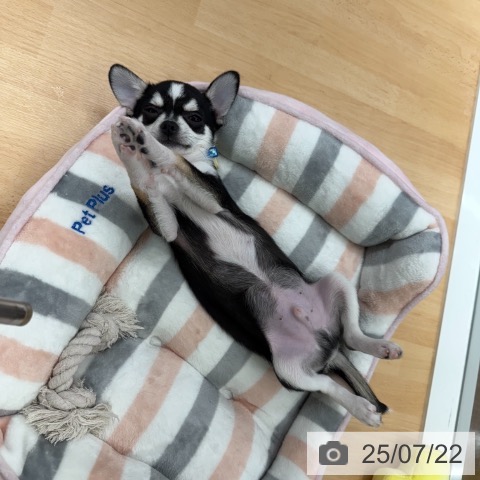 チワワの写真