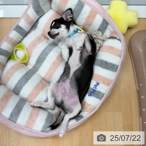 チワワの写真
