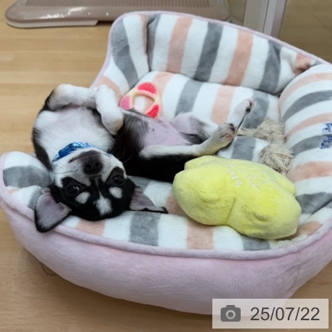 チワワの写真