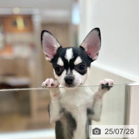 チワワの写真