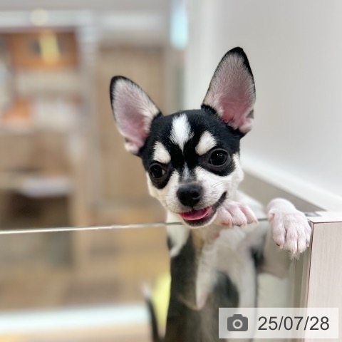 チワワの写真