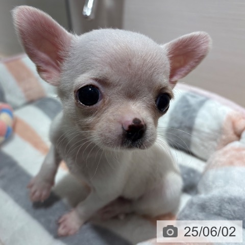 チワワの写真