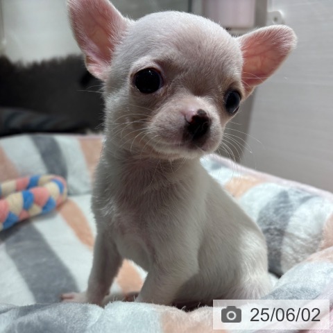 チワワの写真