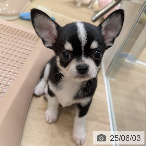 チワワの写真