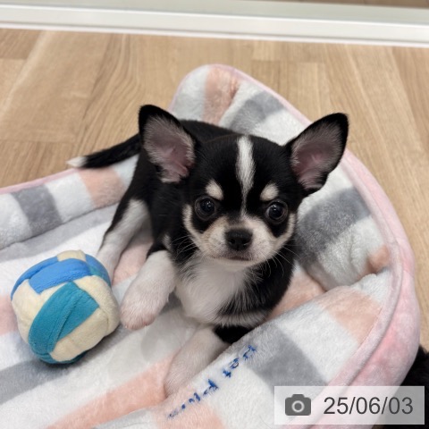 チワワの写真