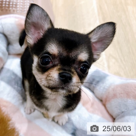 チワワの写真