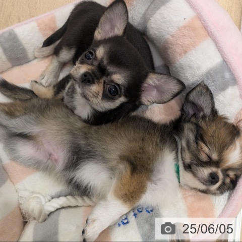 チワワの写真