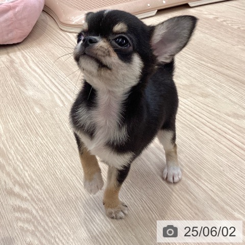 チワワの写真