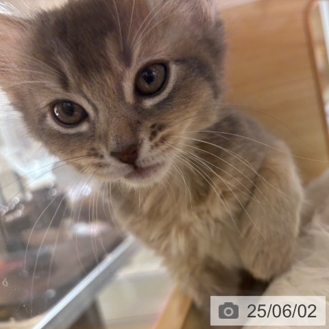 ソマリの写真
