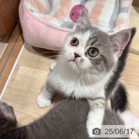 エキゾチックの写真