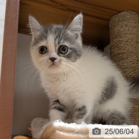エキゾチックの写真