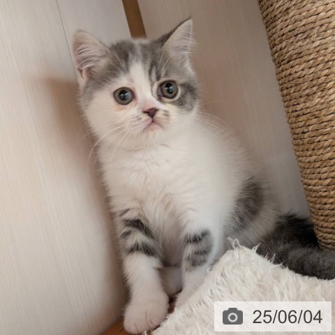 エキゾチックの写真