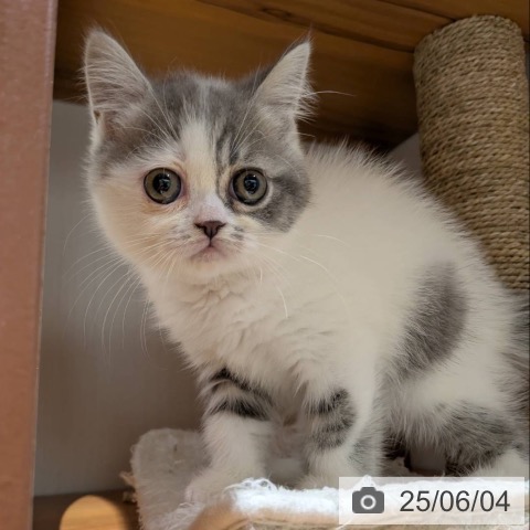 エキゾチックの写真