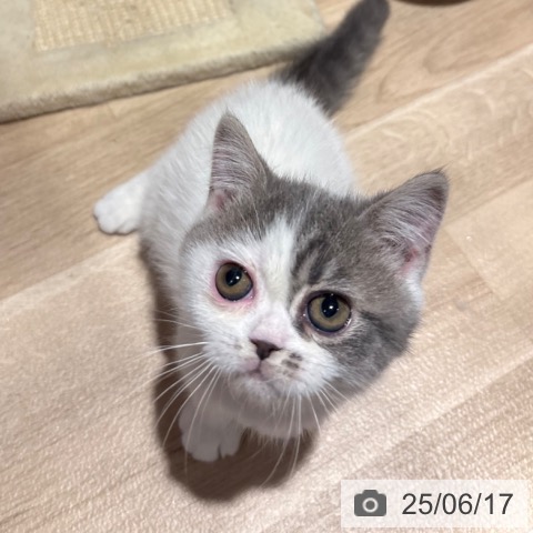 エキゾチックの写真
