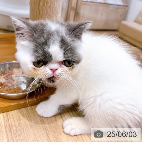 エキゾチックの写真