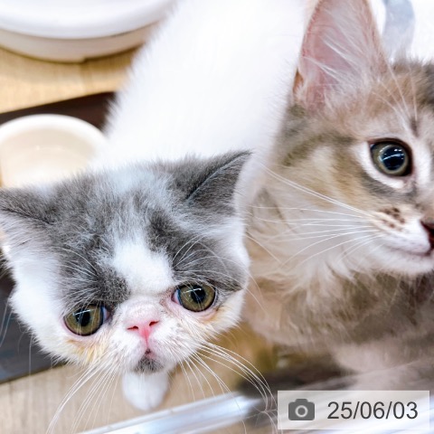 エキゾチックの写真