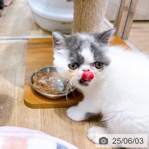 エキゾチックの写真