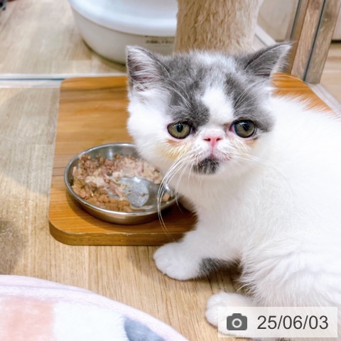 エキゾチックの写真