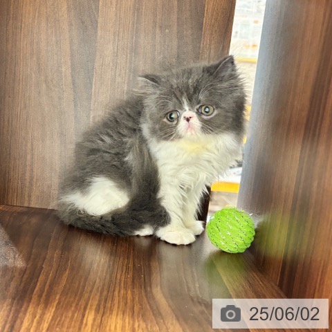 エキゾチックの写真