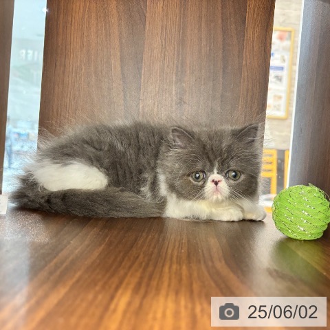 エキゾチックの写真