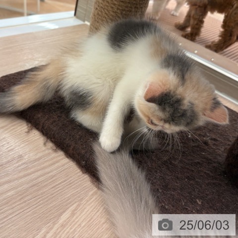 エキゾチックの写真