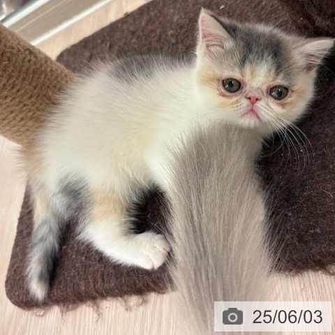 エキゾチックの写真