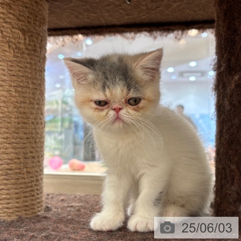 エキゾチックの写真