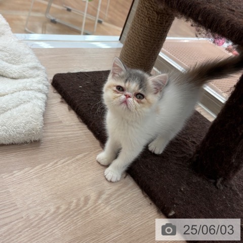 エキゾチックの写真