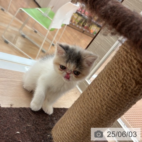 エキゾチックの写真