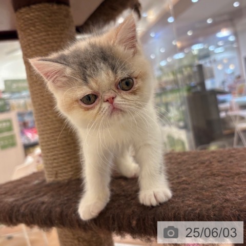 エキゾチックの写真